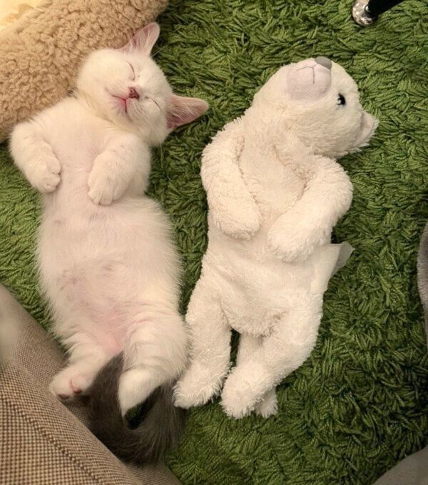 子猫時代のまおくん