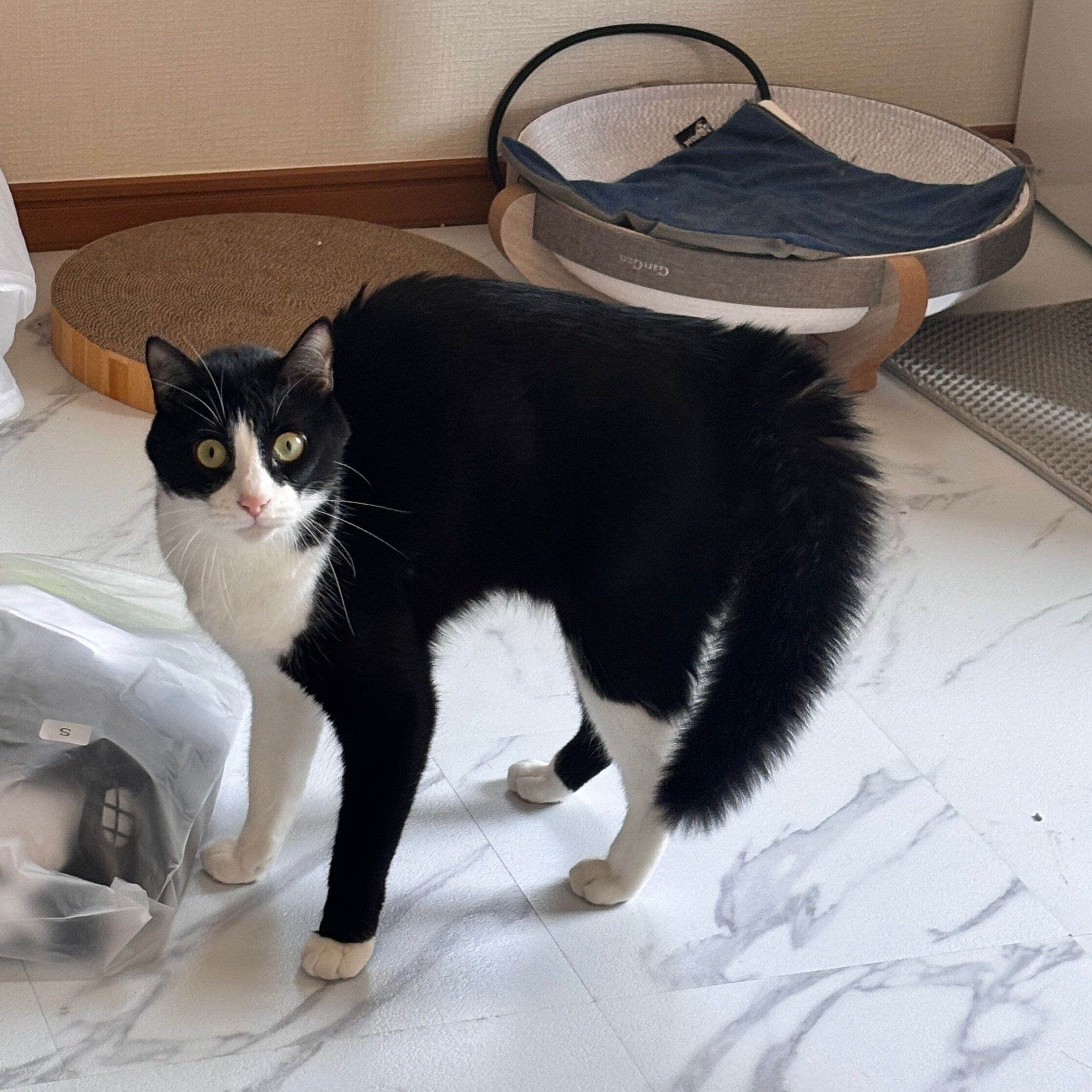 別の日の様子、“弱やんのかポーズ”をするしゃちくん