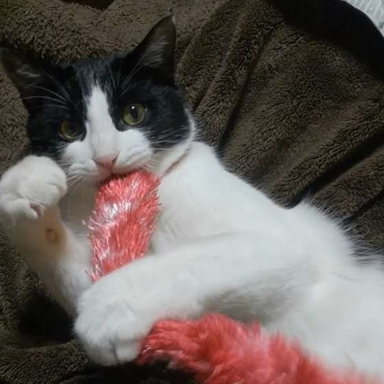 招き猫のようなポーズをするMIX