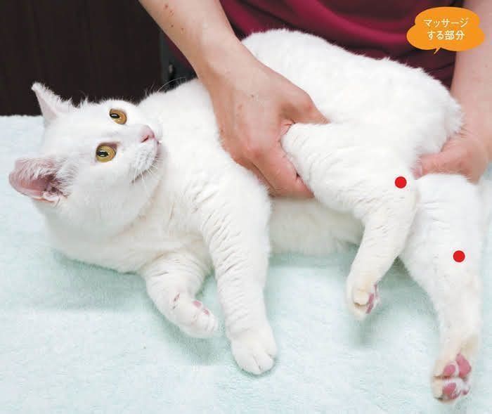 猫の消化不良に効くツボ