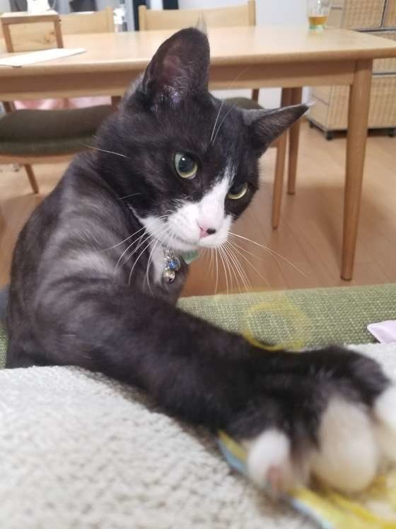 ハチくんMIX　黒×白