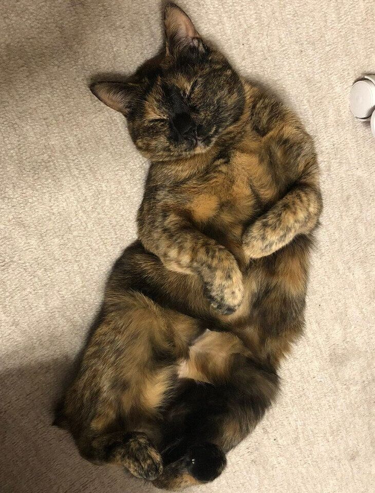 ヘソ天で眠るチョコちゃん
