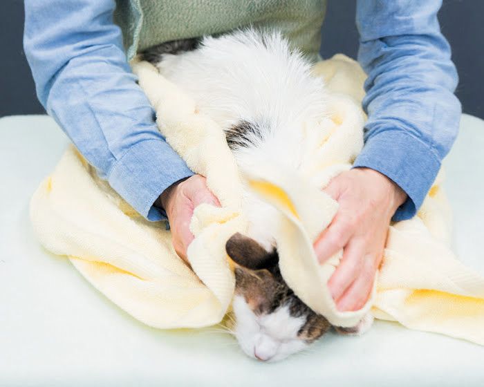 もう1枚のタオルでさらに丁寧に拭きます。