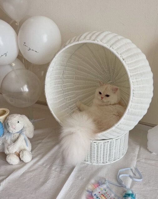 カゴの中でくつろぐミヌエット