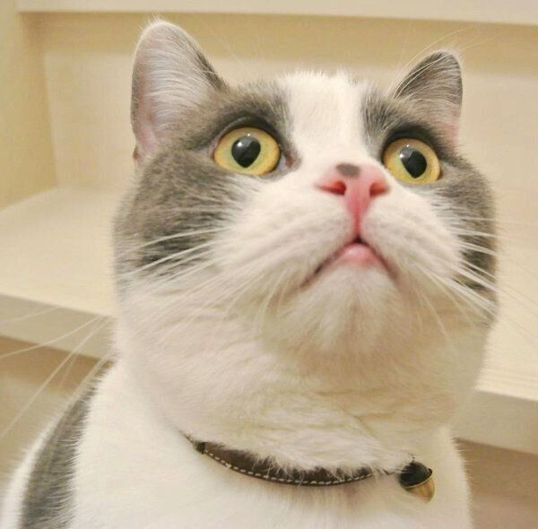 まんまるお目めのカンパチくん