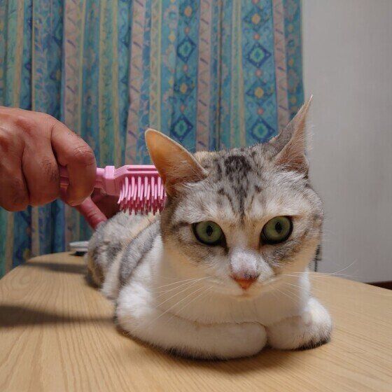 お父さんのブラッシングが好きなココちゃん