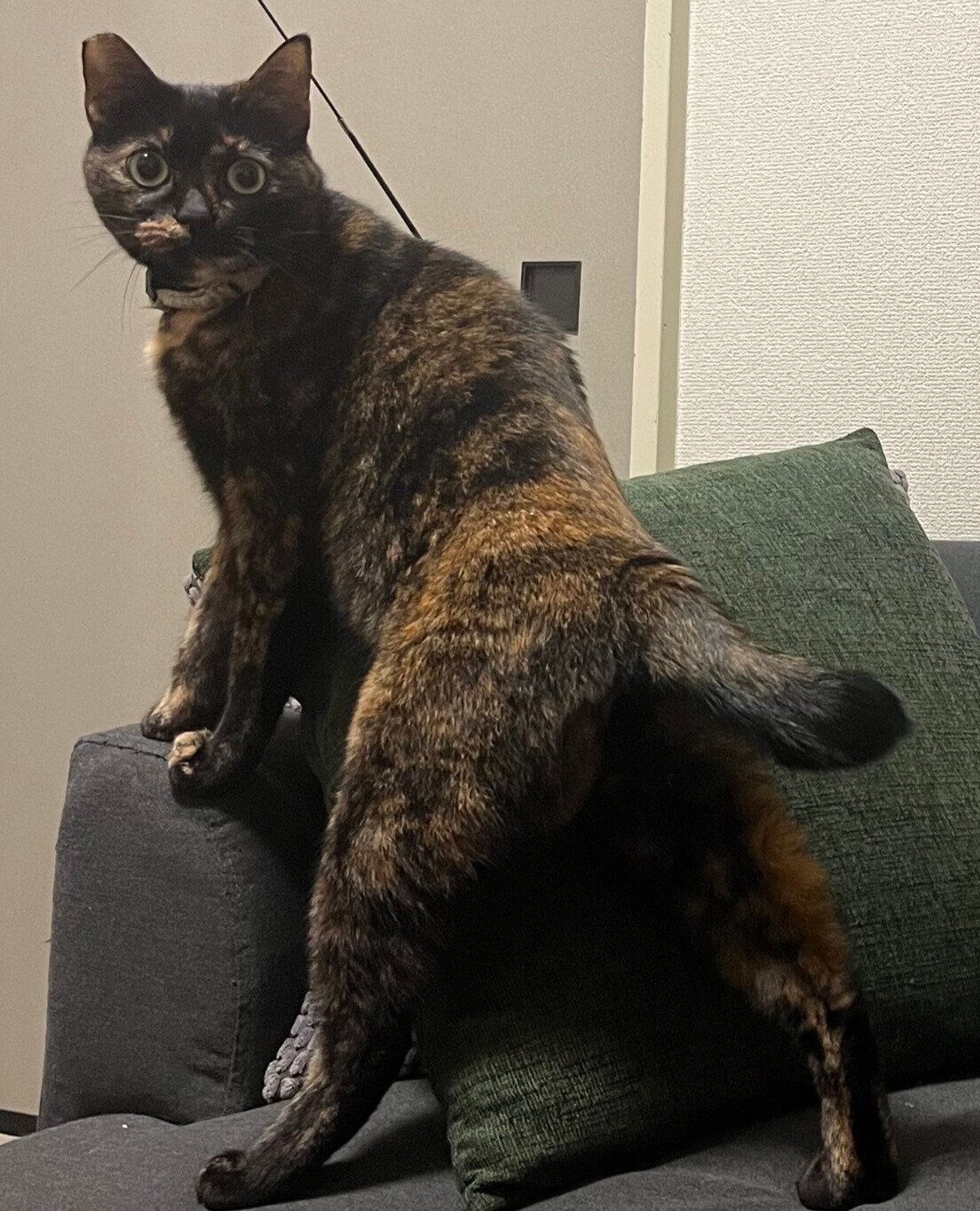 かっこいいポーズを見せるがんもちゃん