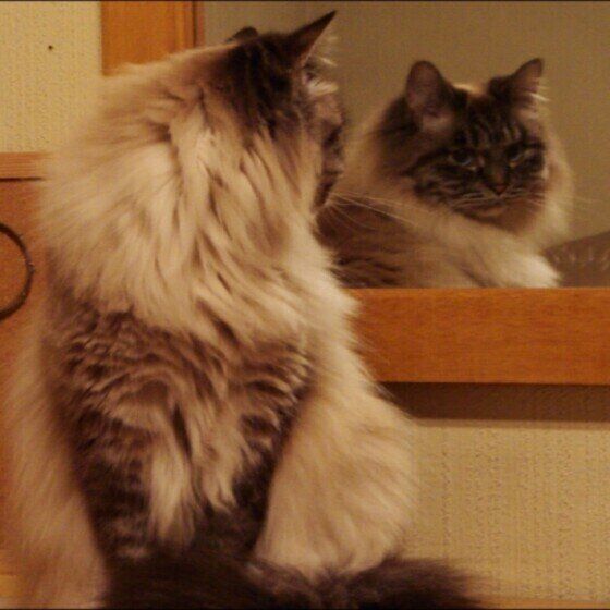 ヒマラヤンのぷちちゃん♪