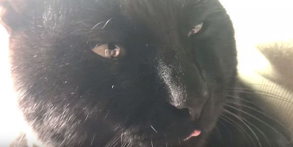 ベロを出す黒猫