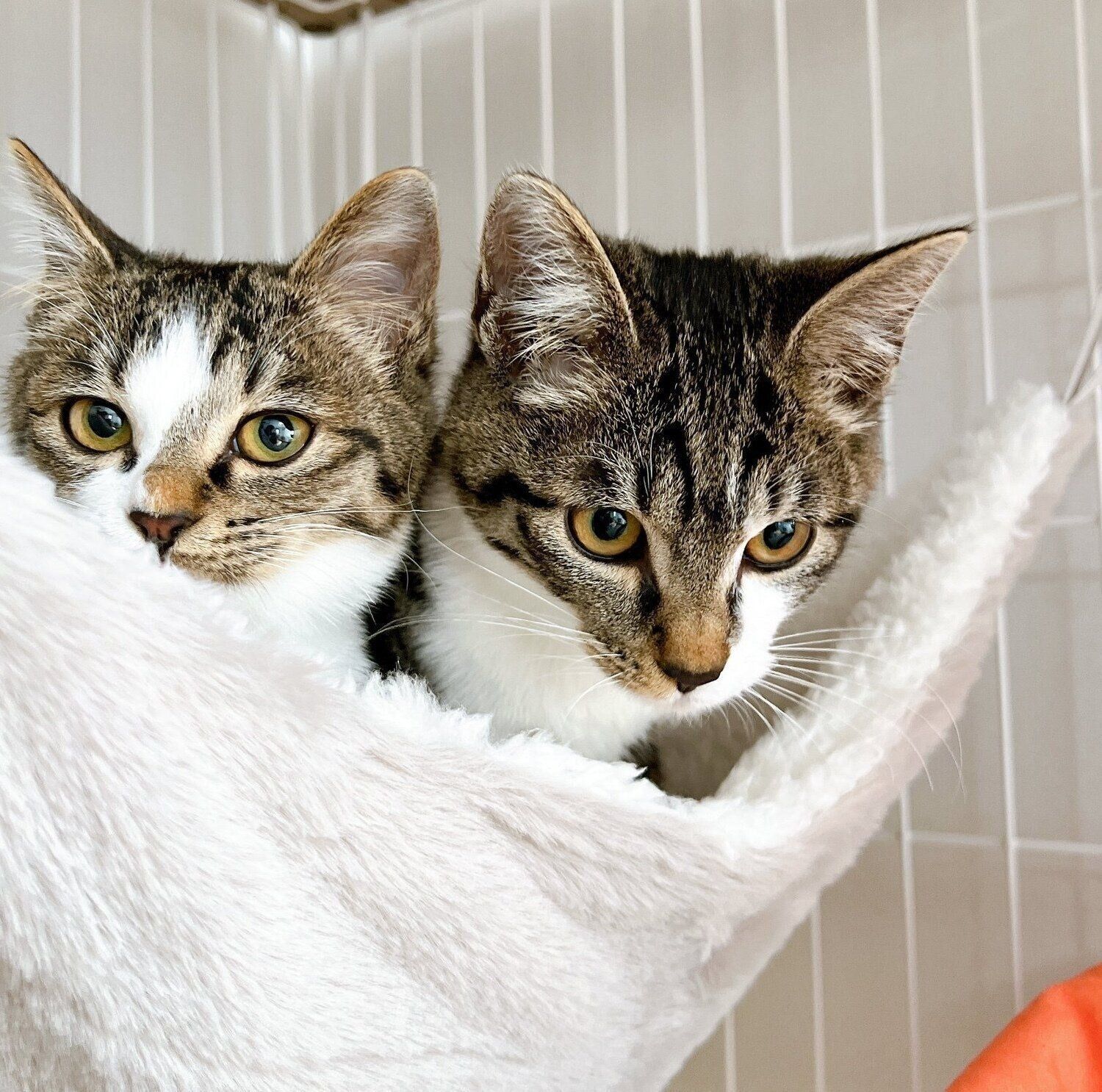 ハンモックでくつろぐラテちゃん、チャイくん