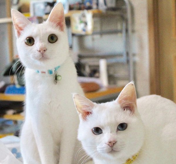 かわいいお顔で写る白猫