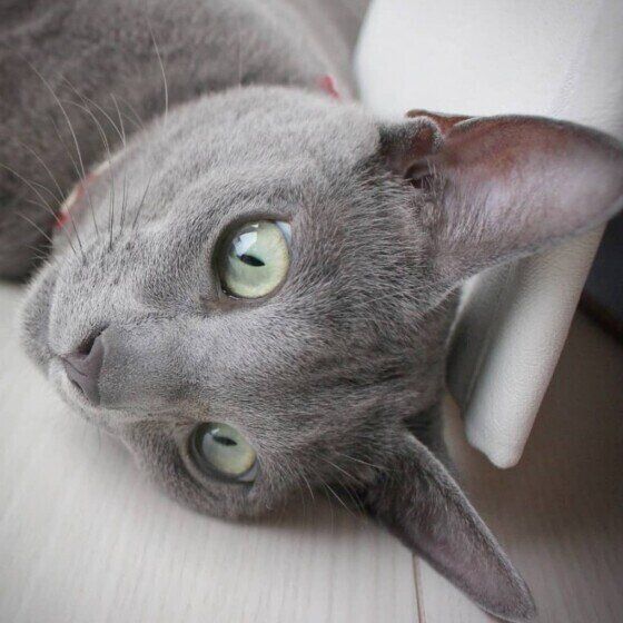 綺麗なロシアンブルー