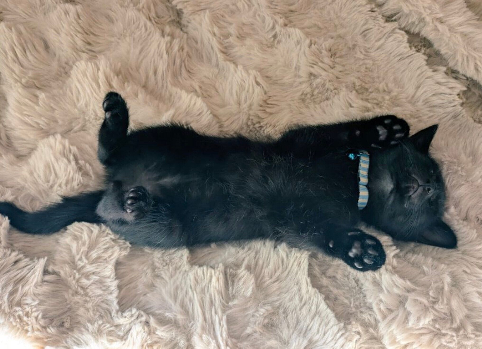 ヘソ天で眠るおはぎくん