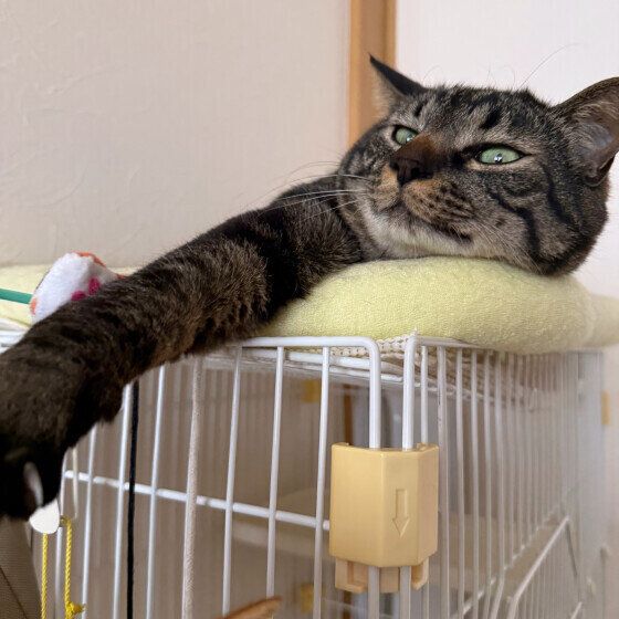 手を伸ばすキジトラ猫