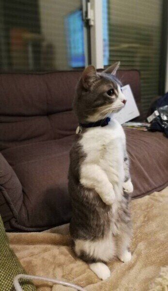 マンチカン こてつくん