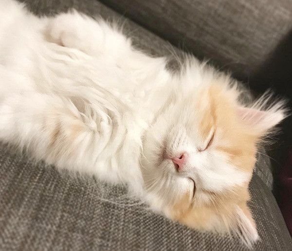 眠るミヌエット