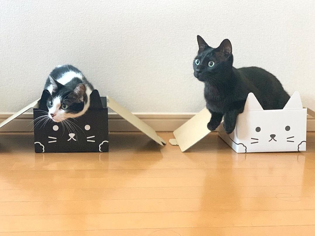 バジルちゃんとねぎくん