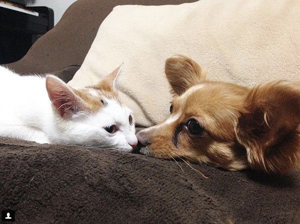 くっつく猫と犬