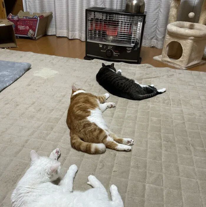 早い者勝ちで並ぶ3匹