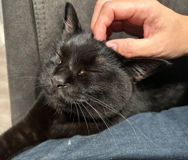 気持ち良さそうになでられるりーじくん