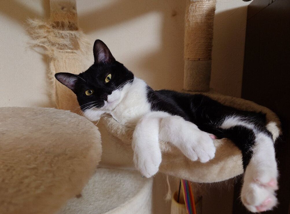 1才を過ぎた頃の猫