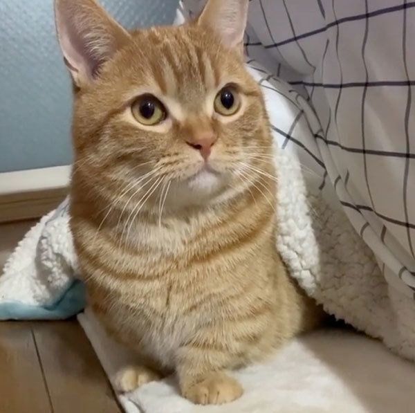 こたつに入るうにちゃん