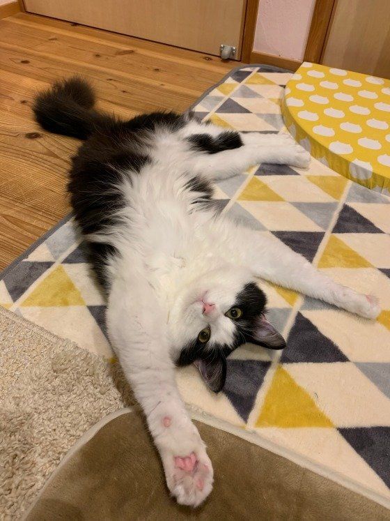 遊んでほしい猫