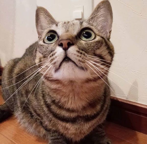 見上げるモモちゃん