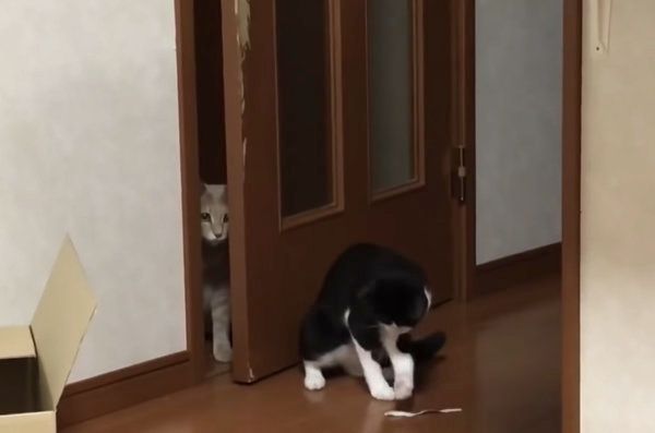 ドアの前で遊ぶ猫