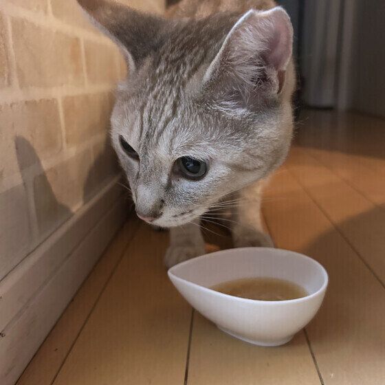 Mix（茶トラ）のツナくん♪