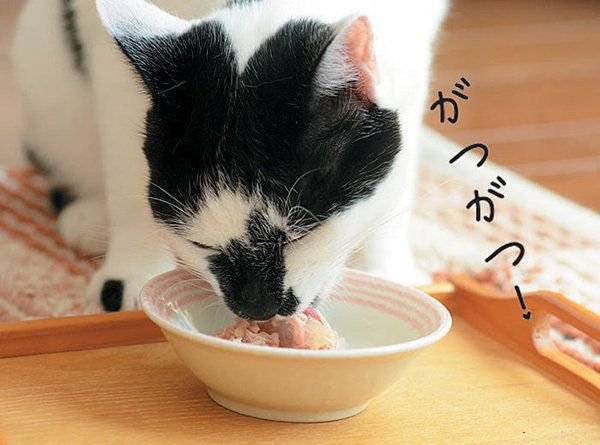ゴハンを食べる猫／「ねこのきもち」2016年11月号