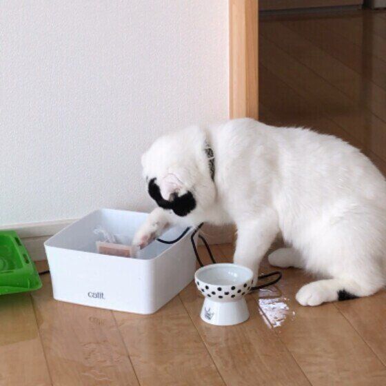 イタズラするスコティッシュフォールド