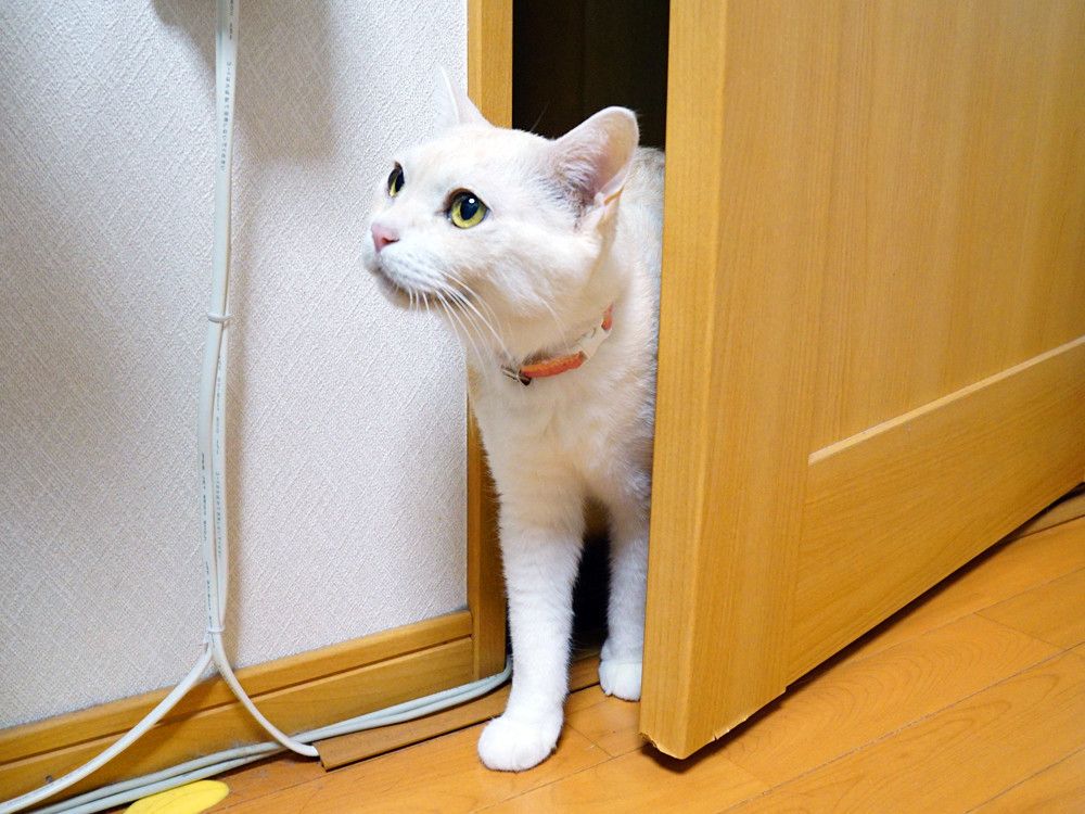 ドアを開けるもーちゃん