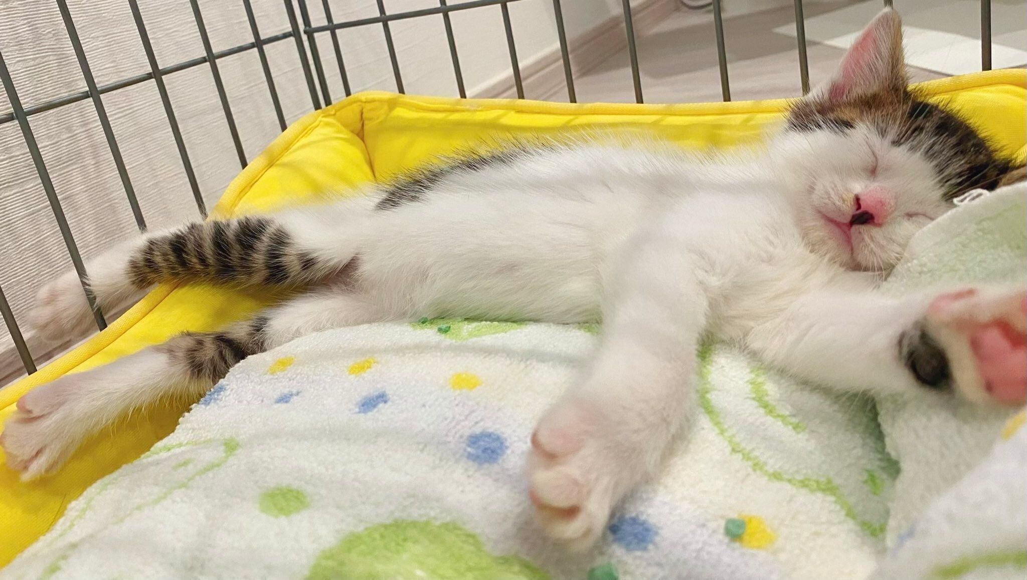 限界がきたセロイくん