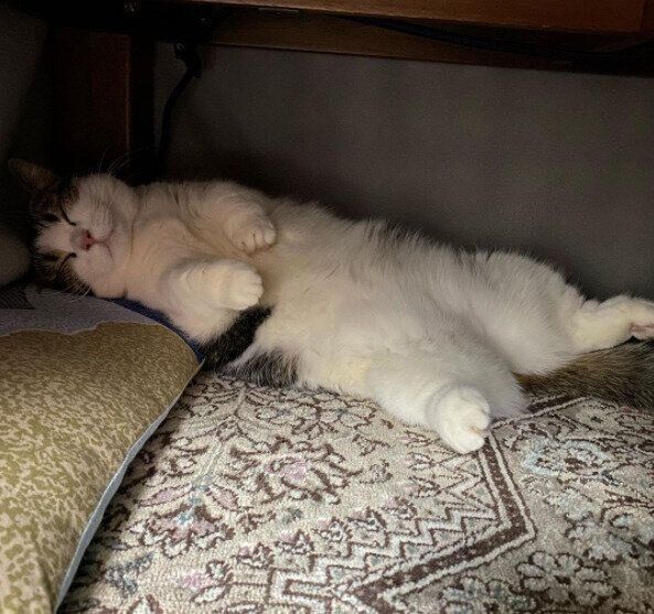 こたつの中でくつろいで眠るマンチカンのきなこちゃん