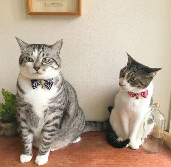 猫のうさこちゃんと春太郎くん