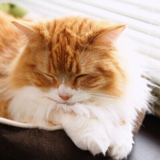 マンチカンのカノンちゃん