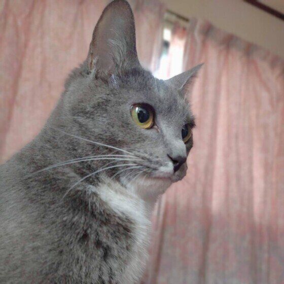 なにかを見つめる蘭丸くん