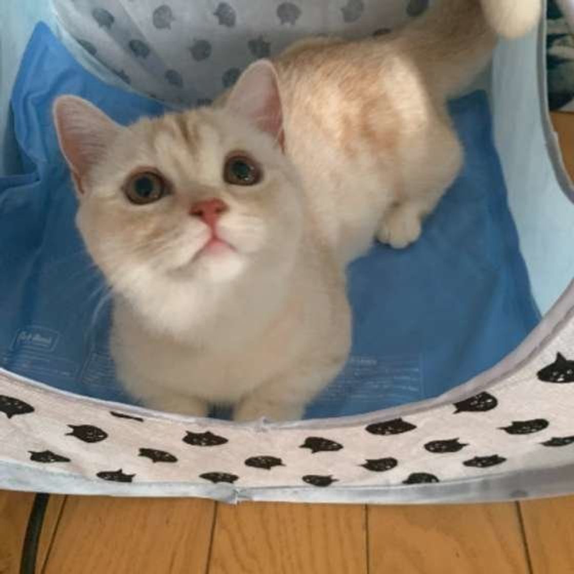 注意したい猫の夏バテ 快適で安全な居住空間の作り方をご紹介 ねこのきもちweb Magazine 注意したい猫の夏バテ 快適で安全な居住空間の作り方をご紹介 ねこのきもちweb Magazine
