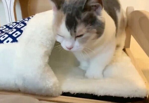 布団でフミフミするアラレちゃん