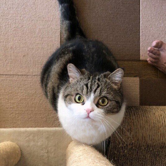 大福くんのワクワク！