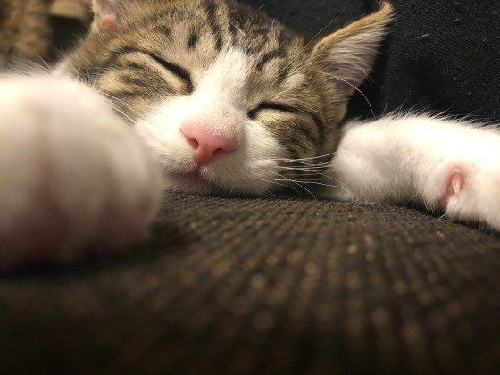 ぐっすり眠るMIX茶×白の雷太くん