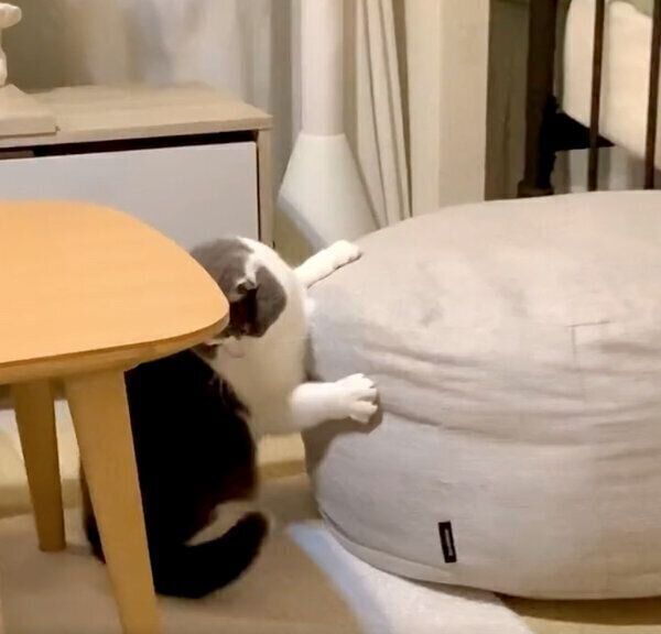 見えない「なにか」と戦うおもちちゃん