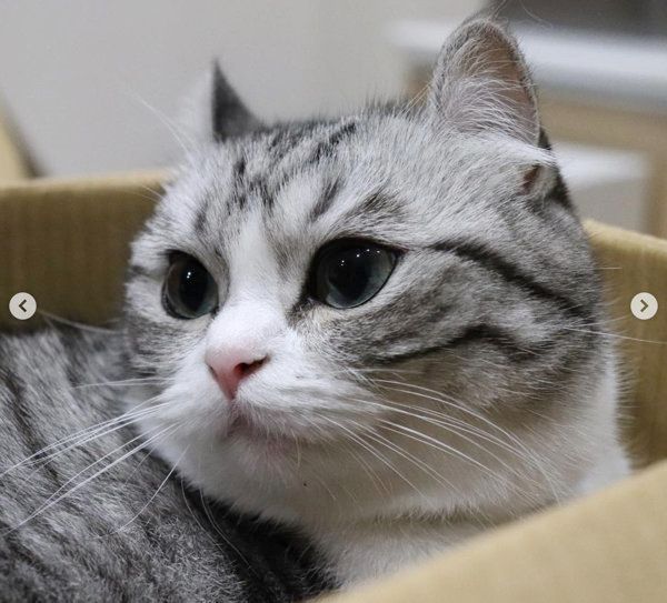 マンチカンのこまるちゃん