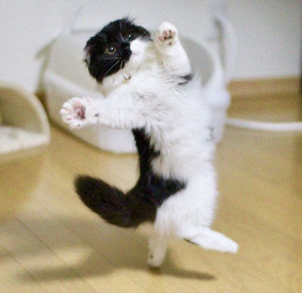 すこんぶちゃん