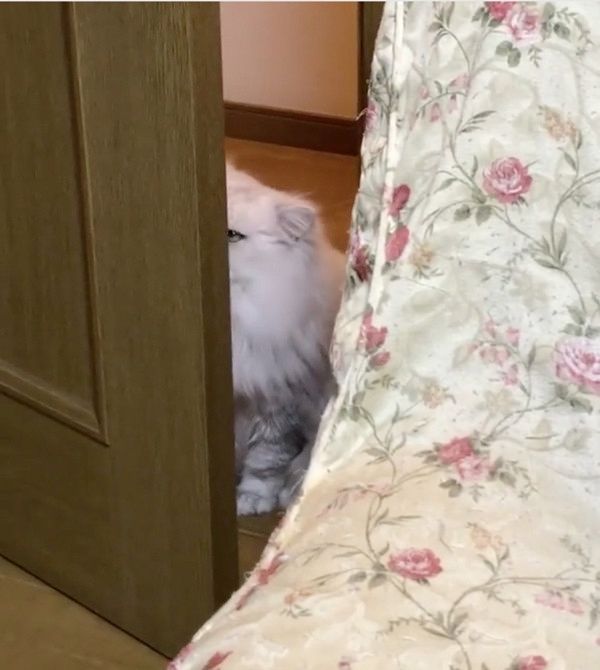 部屋に入ってこない猫