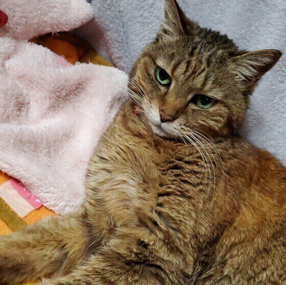 いぶかしげな顔をするキジトラ猫