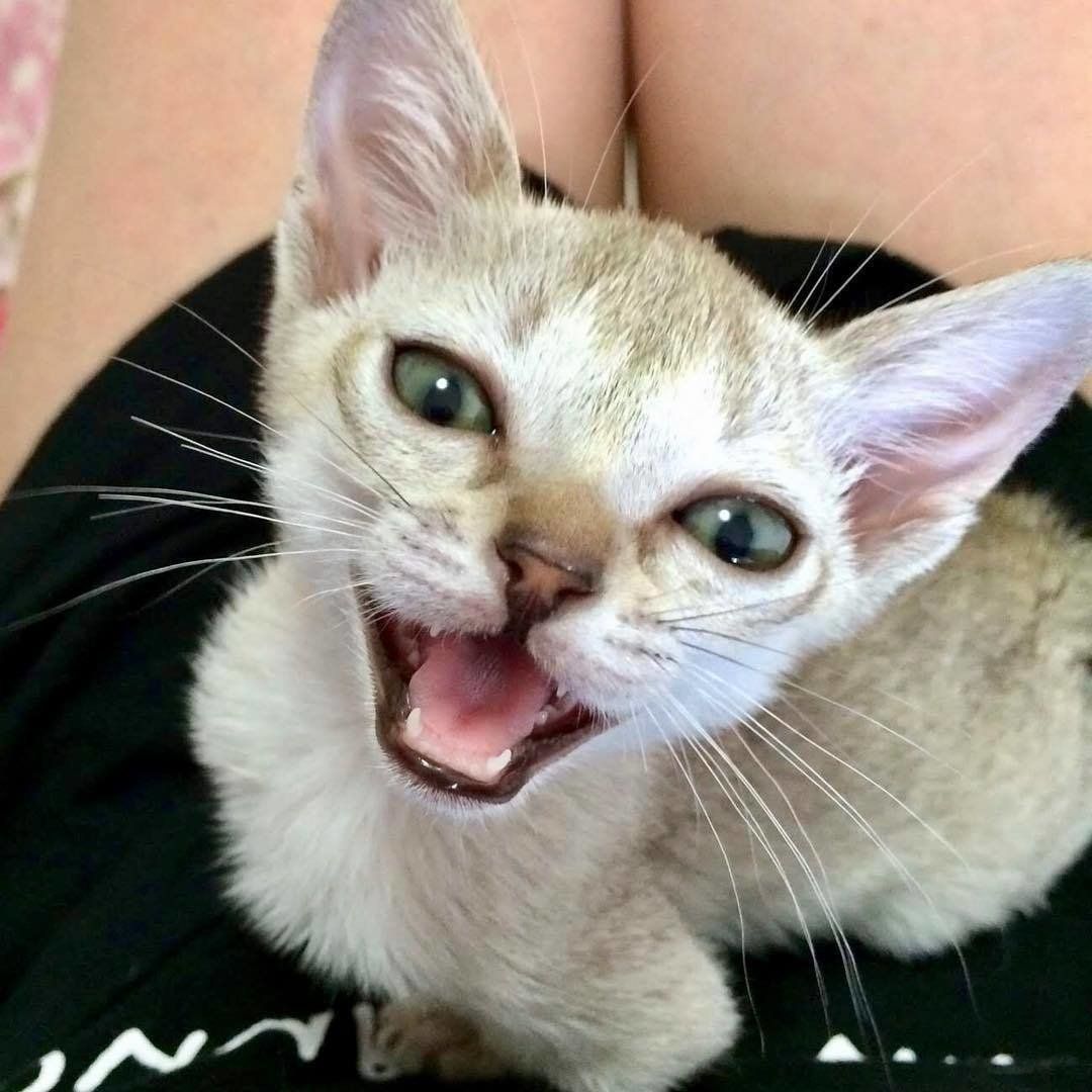 カメラを見上げて鳴くシンガプーラの子猫