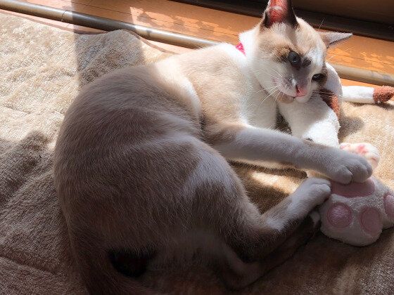 蹴りぐるみを抱く猫