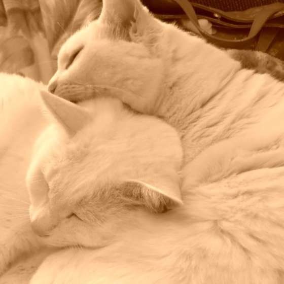 MIX白・雪ちゃんと花ちゃん・ふたりでおやすみ